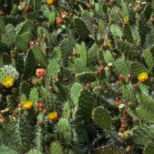 Opuntia littoralis, Cattail Canyon, San Nicolas Island