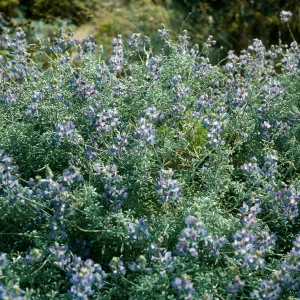 Lupinus albifrons, Near Corral Harbor, San Nicolas Island