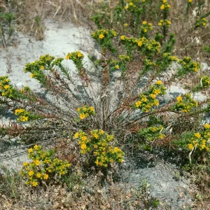 Hemizonia clementina, North side of airstrip, San Nicolas Island