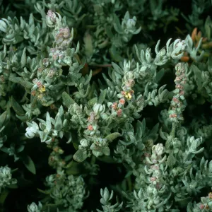 Atriplex californica, Northeast coastal flats, San Nicolas Island