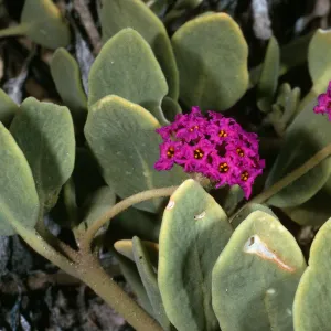 Abronia maritima, South Side, San Nicolas Island