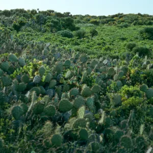 Opuntia patch, North escarpment, North of dump, San Nicholas Island