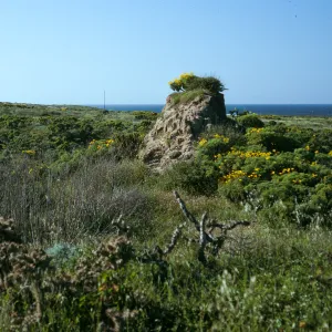 Northeast flats, Remnants of original soil, East of first large canyon east of Dump Canyon, San Nicolas Island