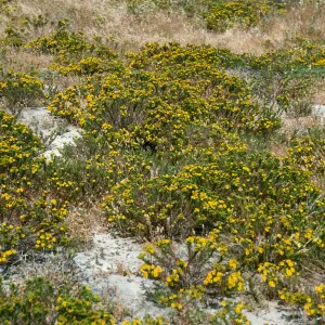 Hemizonia clementina, North side of airstrip, San Nicolas Island