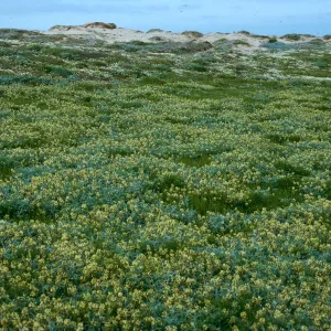 Astragalus traskiae, West of Tender Beach, San Nicolas Island