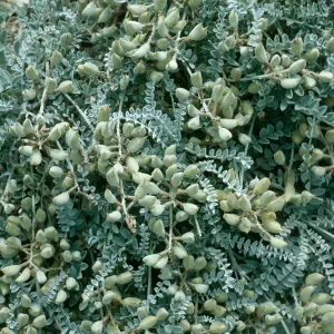 Astragalus traskiae, North side, San Nicolas Island