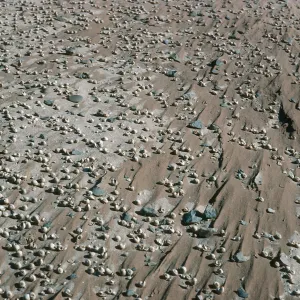 Ancient Land Snails, Behind Red Eye Beach, San Nicolas Island