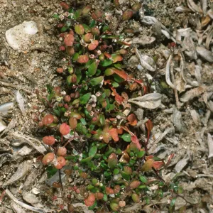 Hutchinsia procumbens, Red Eye Beach, San Nicolas Island