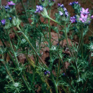 Gilia nevinii, East side of Cypress Grove, Guadalupe Island