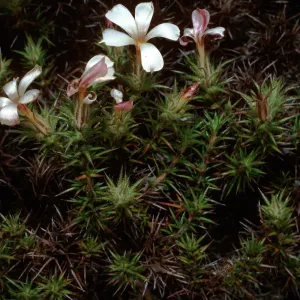 Leptodactylon veatchii, Cedros Island
