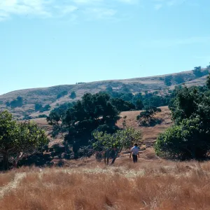 looking inland at Pelican Bay, Santa Cruz Island