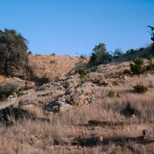 pine seedlings, just East of Twin Harbor,Santa Cruz Island