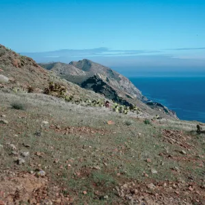 heavily-grazed hillside, just East of mouth of Laguna Canyon - looking East, Santa Cruz Island