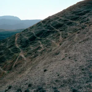 sheep damage, upper Laguna Canyon- upper Sauces Road, Santa Cruz Island