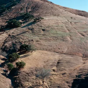 sheep damage in Ram Canyon, North fork of Cañada Larga, Santa Cruz Island