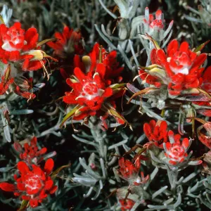 Castilleja hololeuca, SC-2198, Santa Cruz Island