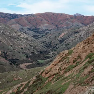 view up Willows Canyon, Santa Cruz Island