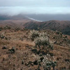 Hazardia detonsa from North ridge, near Δ“John”, Christy barn & fog, Santa Cruz Island