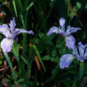 Iris douglasiana, Santa Barbara Botanic Garden