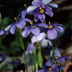 Sisyrinchium bellum, Santa Barbara Botanic Garden
