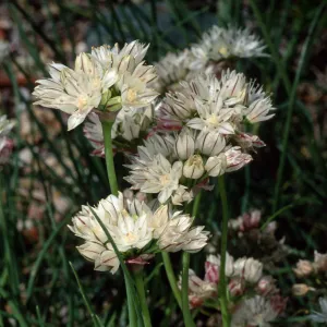 Allium, Santa Barbara Botanic Garden