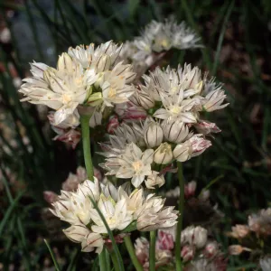 Allium, Santa Barbara Botanic Garden