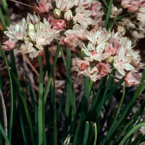 Allium, Santa Barbara Botanic Garden