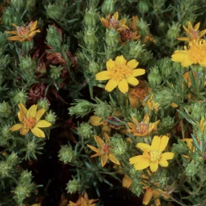 Hemizonia greeneana, Island Section, Santa Barbara Botanic Garden