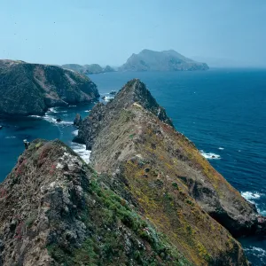 Goldfields, looking West from West end of East Anacapa Island