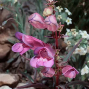 Penstemon speciosus, Schulman Grove, White Mountains, upper Owens Valley