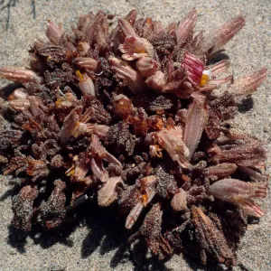 Orobanche californica grandis, West of Oso Flaco Lake, Oceano Dunes California State Park