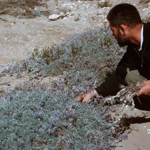 2/ Lupinus (Lupine) & Dr. Evans, 65-92 & SN-9