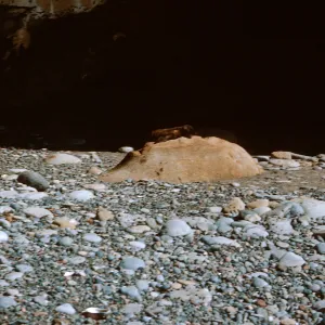 3/ Sea Lion pup on rock, Sea Lion Beach, 65-103 & SN-20