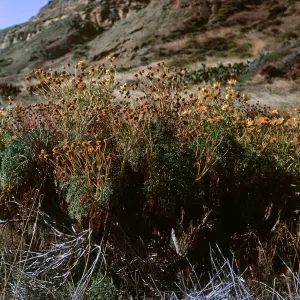 6/ Coreopsis gigantea, 65-123 & SN-40