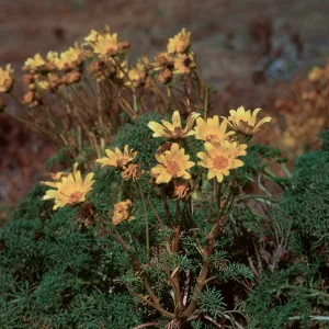 6/ flowering head of Coreopsis gigantea, 65-124 & SN-41