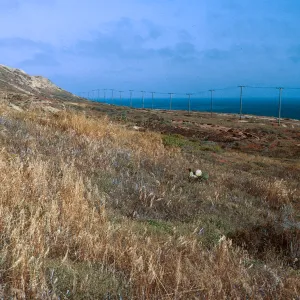 6/ looking North along coastal flat, East of airfield - from above CG Pier