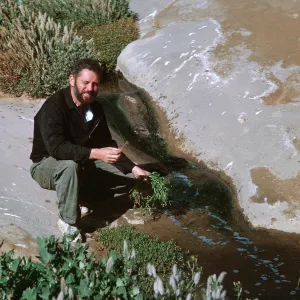 7/ Dr. Evans collecting at side of stream. 1st canyon South of old army camp, 65-132 & SN-49, Celery ?