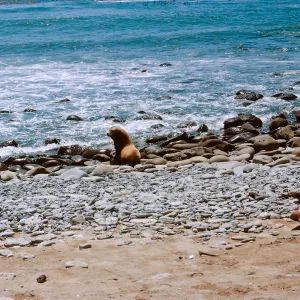3/ young of Sea LIon (Zalophus californianus), 66-140- & SN-57