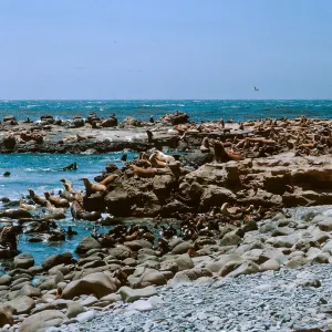 3/ Sea Lions at Sea Lion Beach, 65-141 & SN-58