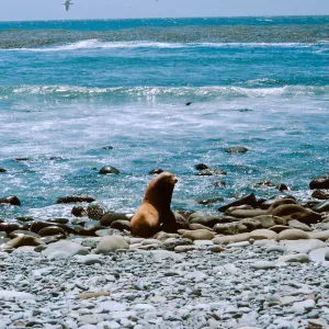 3/ young of Sea Lion (Zalophus californianus), Sea Lion Beach, 65-142 & SN-59