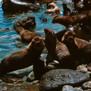 3/ Sea Lions (young pups) at Sea Lion Beach, Zalophus californianus, 68-146 & SN-63