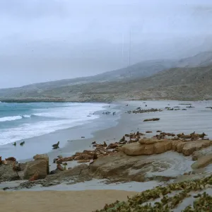 10/ Sea Lion herds on beach, 1 mile Northwest - Dutch Harbor, looking Northwest, 65-147 & SN-64