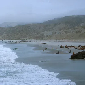 10/ Sea Lion herds on beach, 1 mile Northwest - Dutch Harbor, looking North-up beach, 65-149 & SN-66