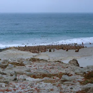 10/ Sea Lion herd on beach, 1 mile Northwest Dutch Harbor, looking Southwest, 65-151 & SN-68
