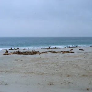 10/ large herd of sleeping adult Sea Lions - 1 mile Northwest Dutch Harbor, 65-152 & SN-69