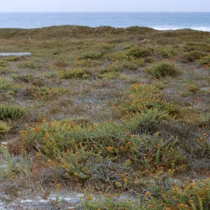 12/ large Composite stand on beach, 1.5 miles Northwest of Dutch Harbor, 65-157 & SN-74
