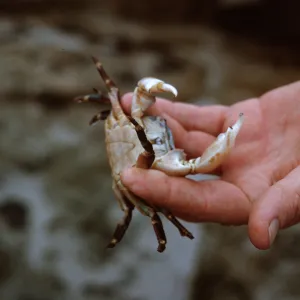 12/ crab, 65-161 & SN-78