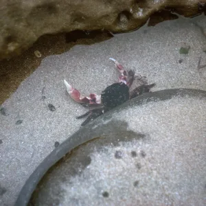 12/ crab in tidal pool, 65-162 & SN-79