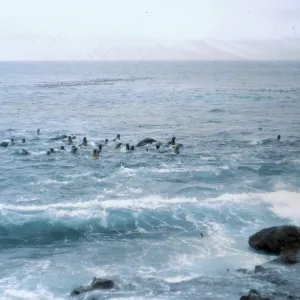 12/ Sea Lions in water, 50 yards from beach, 65-163 & SN-80