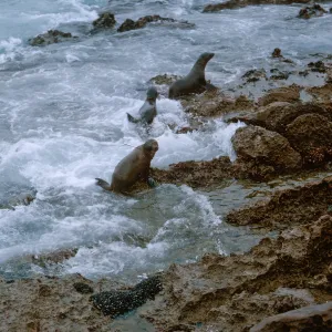 12/ Sea Lions (Zalophus californiana) on rocky reef - Northwest Dutch Harbor, 65-165 & SN-82
